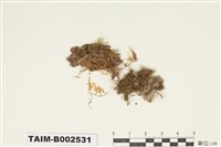 藏品(青苔科)的圖片